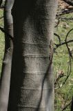 Celtis caucasica