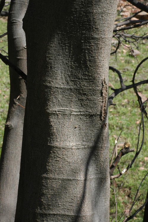 Image of Celtis caucasica specimen.