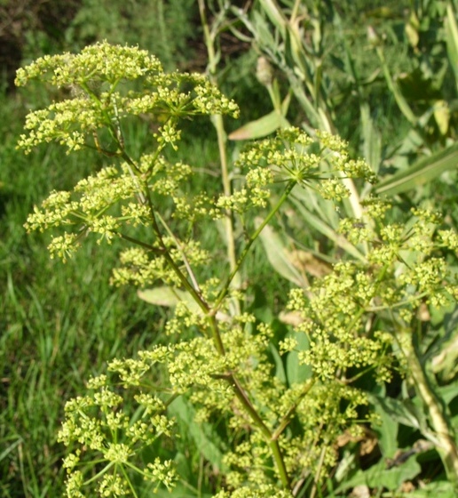 Image of Xanthoselinum alsaticum specimen.