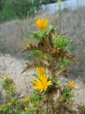 Scolymus hispanicus. Верхушка побега с соцветиями. Крым, Байдарская долина, окр. пос. Орлиное. 1 сентября 2012 г.