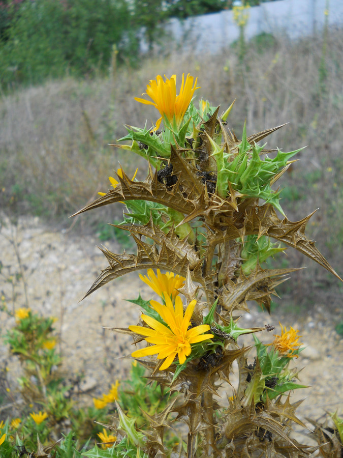 Изображение особи Scolymus hispanicus.