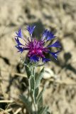 Centaurea depressa