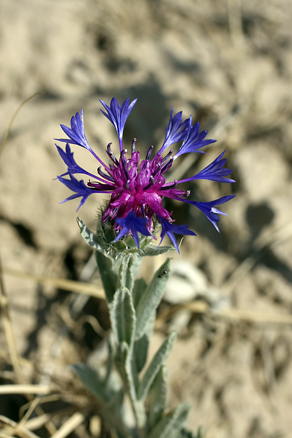 Image of Centaurea depressa specimen.