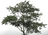 Ailanthus altissima