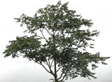 Ailanthus altissima. Крона молодого дерева. Нидерланды, г. Venlo, \"Floriada 2012\". 11.09.2012.