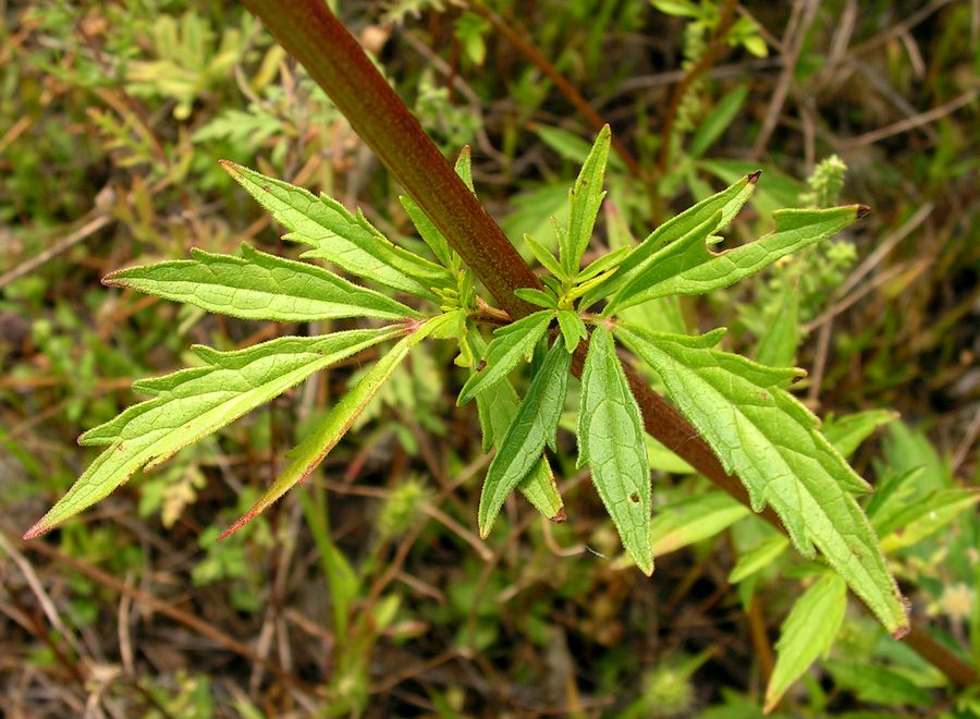 Изображение особи Patrinia scabiosifolia.