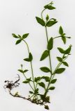 Image of taxon representative. Author is Николай Дегтярёв
