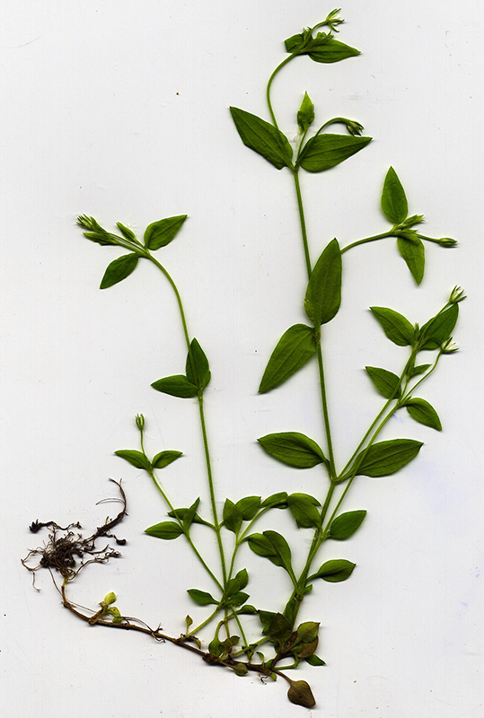 Image of Moehringia trinervia specimen.