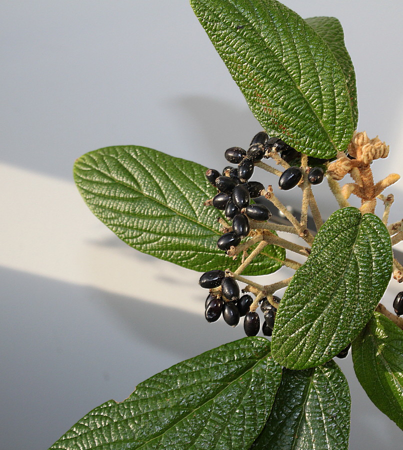 Изображение особи Viburnum rhytidophyllum.