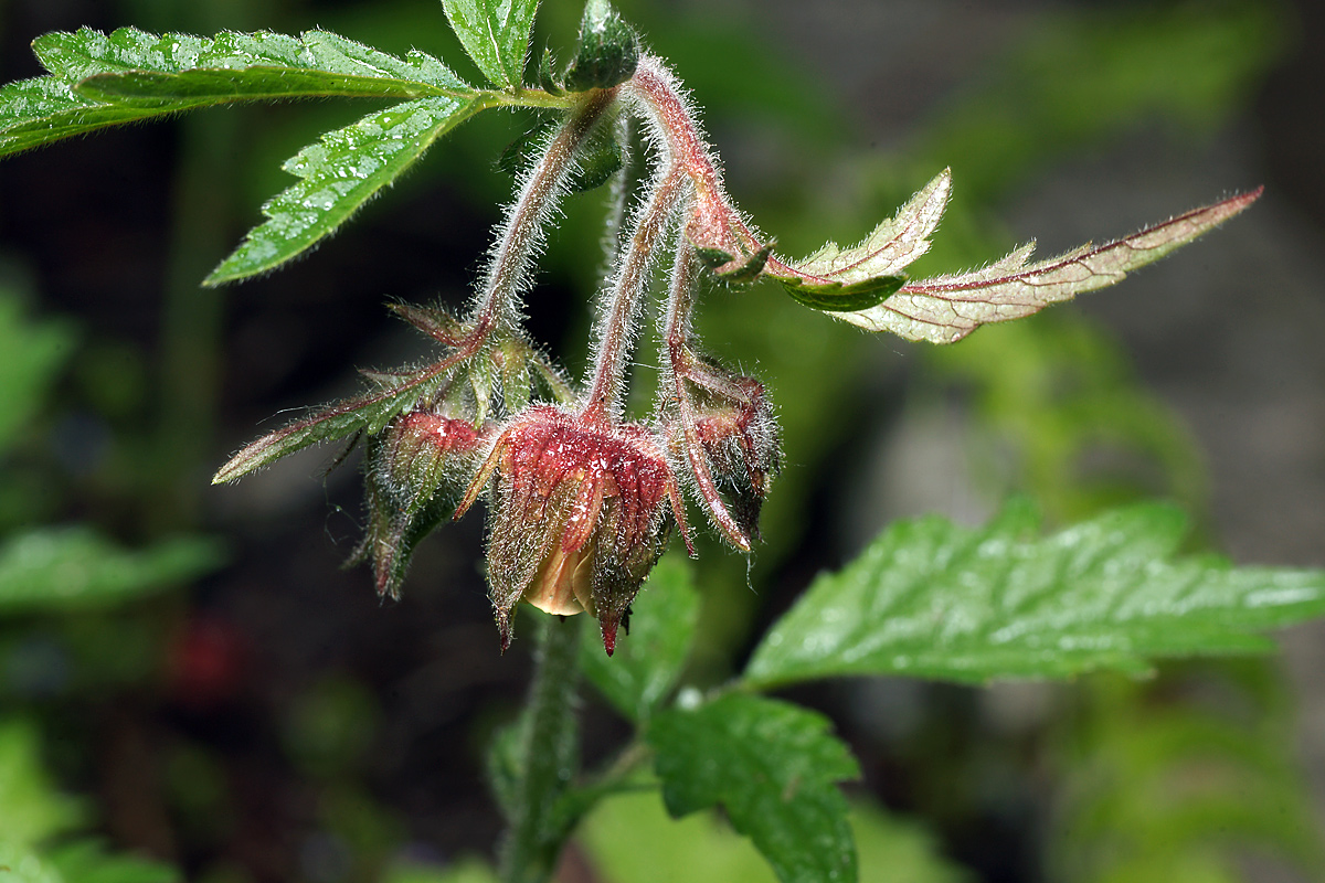 Image of Geum rivale specimen.