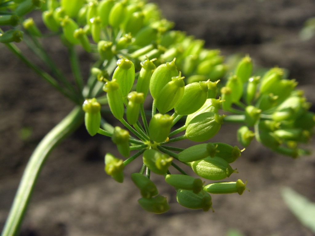 Изображение особи Pastinaca sylvestris.