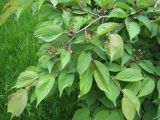 Cerasus kurilensis. Ветвь с незрелыми плодами. Сахалин, лесопарковая зона в окр. г. Южно-Сахалинска. Конец июня 2012 г.