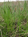 Carex melanostachya