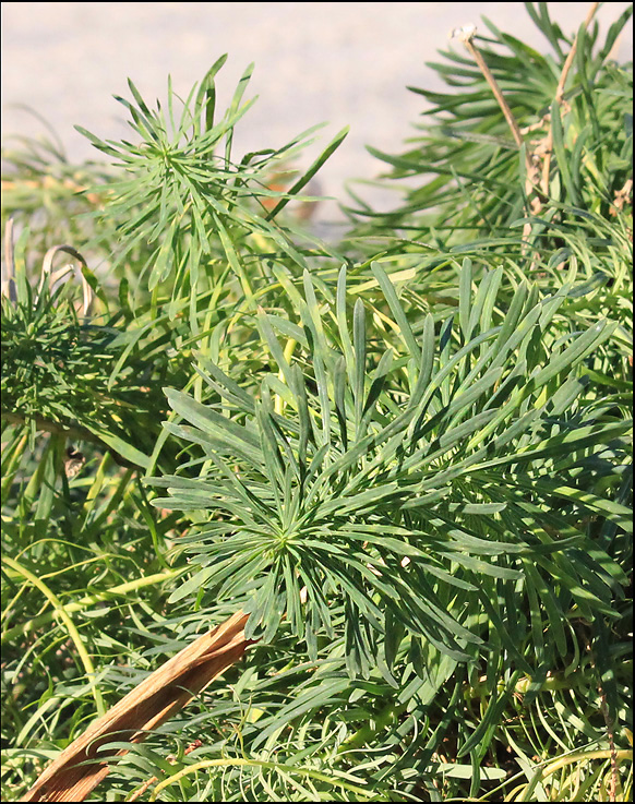 Изображение особи Euphorbia cyparissias.