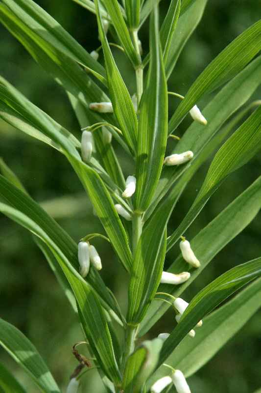 Изображение особи Polygonatum sewerzowii.