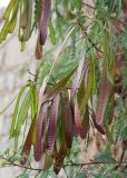 Leucaena leucocephala. Верхушка побега с незрелыми плодами. Египет, Синай, Шарм-эль-Шейх, в культуре. 19.02.2009.