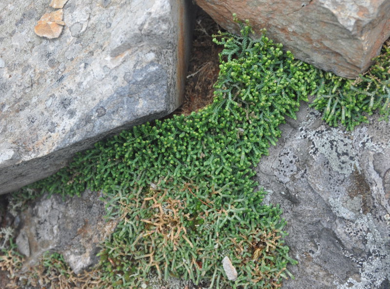 Image of Selaginella borealis specimen.