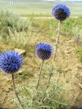 Echinops davuricus. Верхушка цветущего растения. Иркутская обл., оз. Байкал, о. Ольхон, окр. урочища Хадай, степь, около дороги. 25.07.2012.