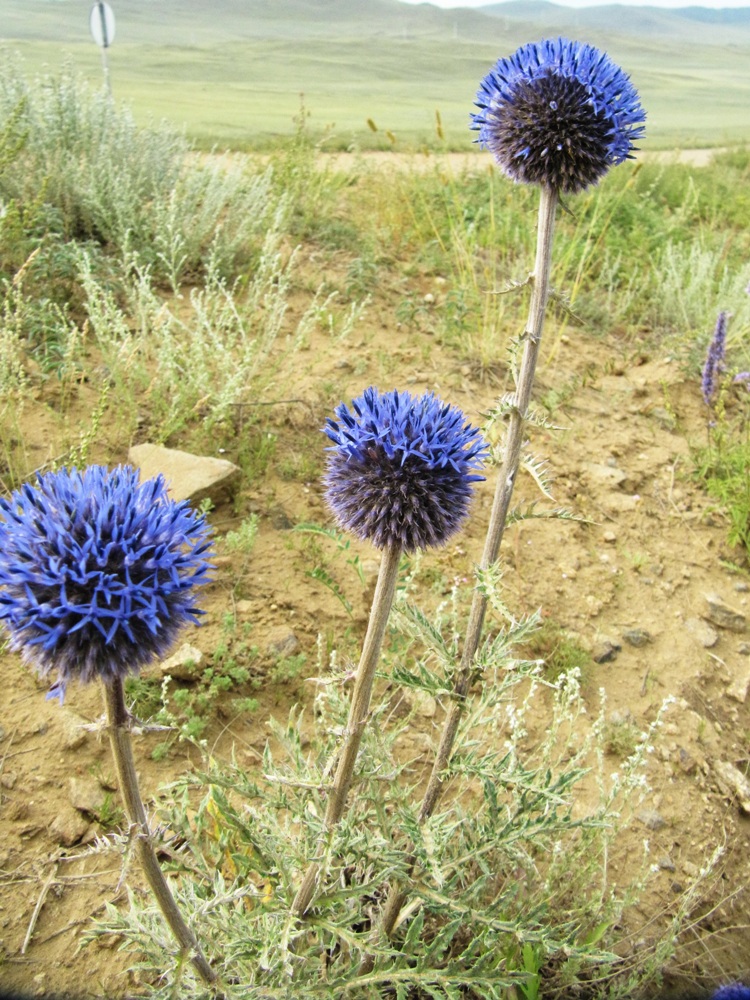 Image of Echinops davuricus specimen.