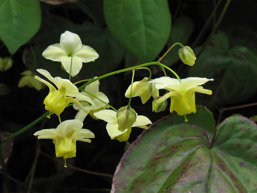 Изображение особи Epimedium × versicolor.