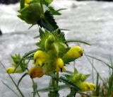 Rhinanthus songaricus. Соцветие. Кыргызстан, Иссык-Кульская обл., Григорьевское ущелье. 08.08.2011.