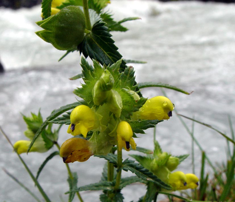 Image of Rhinanthus songaricus specimen.