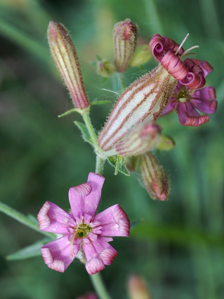 Изображение особи Silene brahuica.