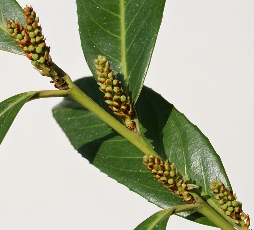 Image of Lauro-cerasus officinalis specimen.