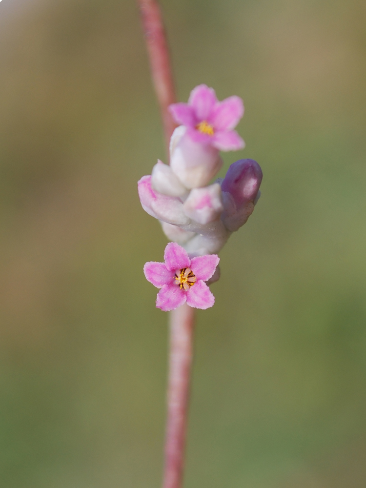 Image of Cuscuta lehmanniana specimen.