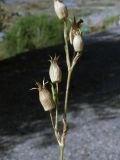 Pleconax conica