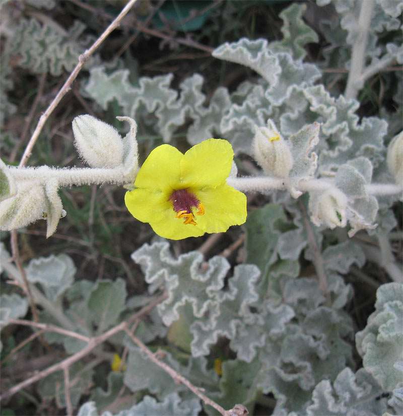 Изображение особи Verbascum eremobium.