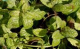genus Mentha. Побеги. Германия, г. Кемпен, на открытом балконе. 26.03.2013.