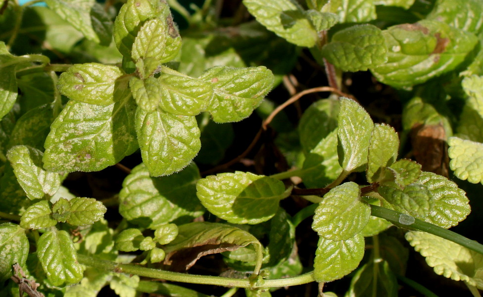 Изображение особи род Mentha.