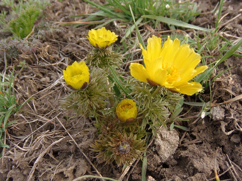 Изображение особи Adonis volgensis.