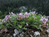 Astragalus viciifolius подвид abchasicus