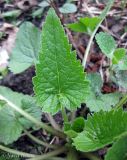 Campanula trachelium. Листья. Украина, г. Киев, заказник \"Лесники\", лесная дорога среди болот. 27 апреля 2013 г.