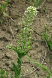 Lepidium campestre. Соцветие с цветками и завязавшимися плодами. Крым, окр. Ялты, пос. Голубой Залив, обочина. 30 апреля 2013 г.