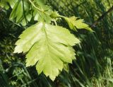 Crataegus monogyna