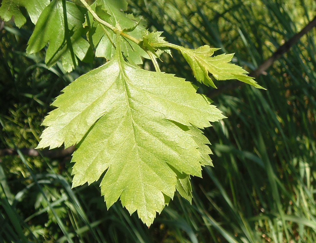 Изображение особи Crataegus monogyna.