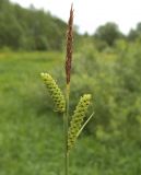 Carex cespitosa