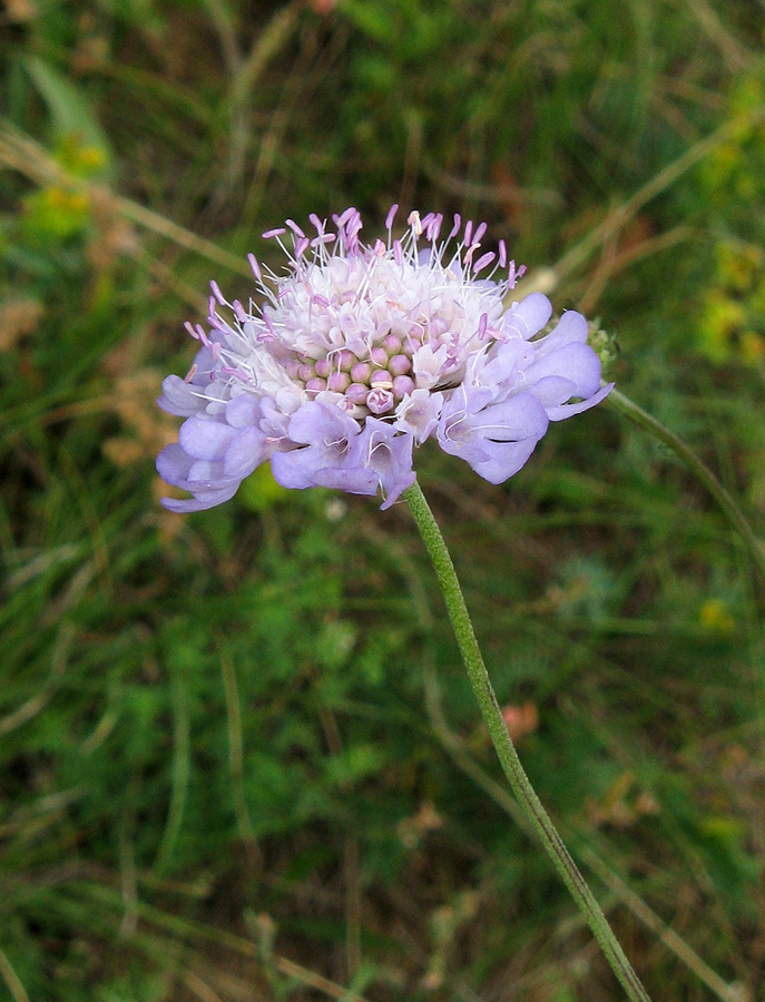 Изображение особи Scabiosa columbaria.