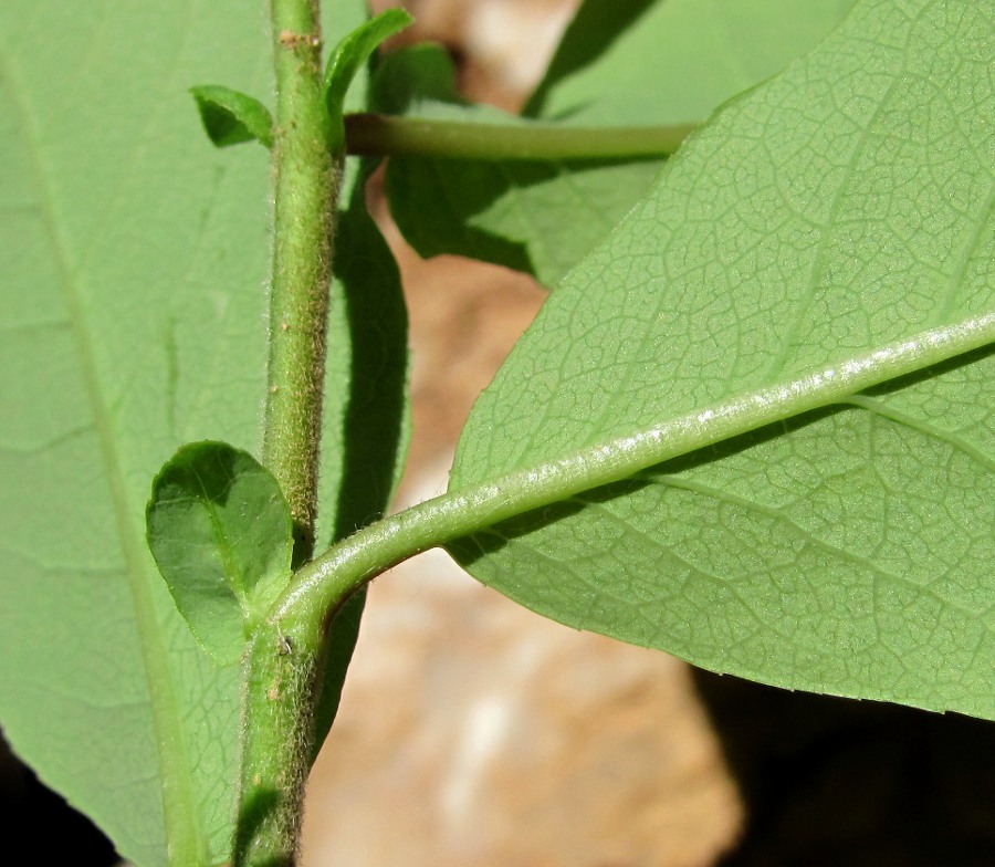 Image of Salix hastata specimen.