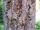 Pseudotsuga menziesii. Ствол. Финляндия, окр. г. Коувола, лесопарк \"Арборетум Мустила\". 9 июня 2013 г.