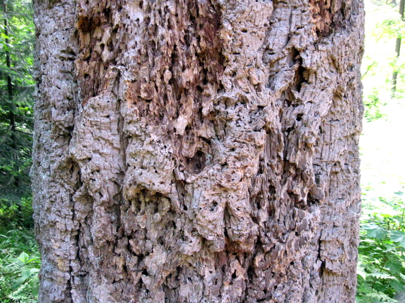 Image of Pseudotsuga menziesii specimen.