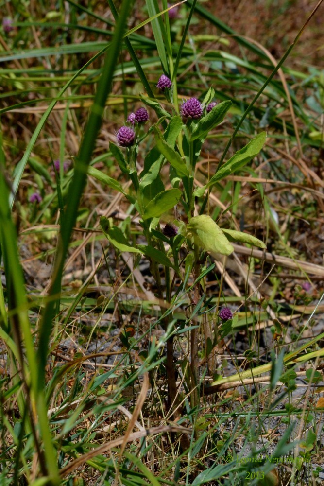 Изображение особи Sphaeranthus strobilifer.