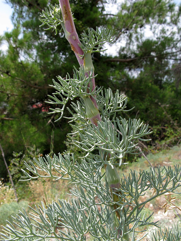 Image of Seseli ponticum specimen.