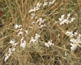 Limonium caspium. Часть верхушки отцветшего растения. Краснодарский край, коса Камышеватская, сырой берег внутреннего озерца, среди солеросов. 13.08.2013.