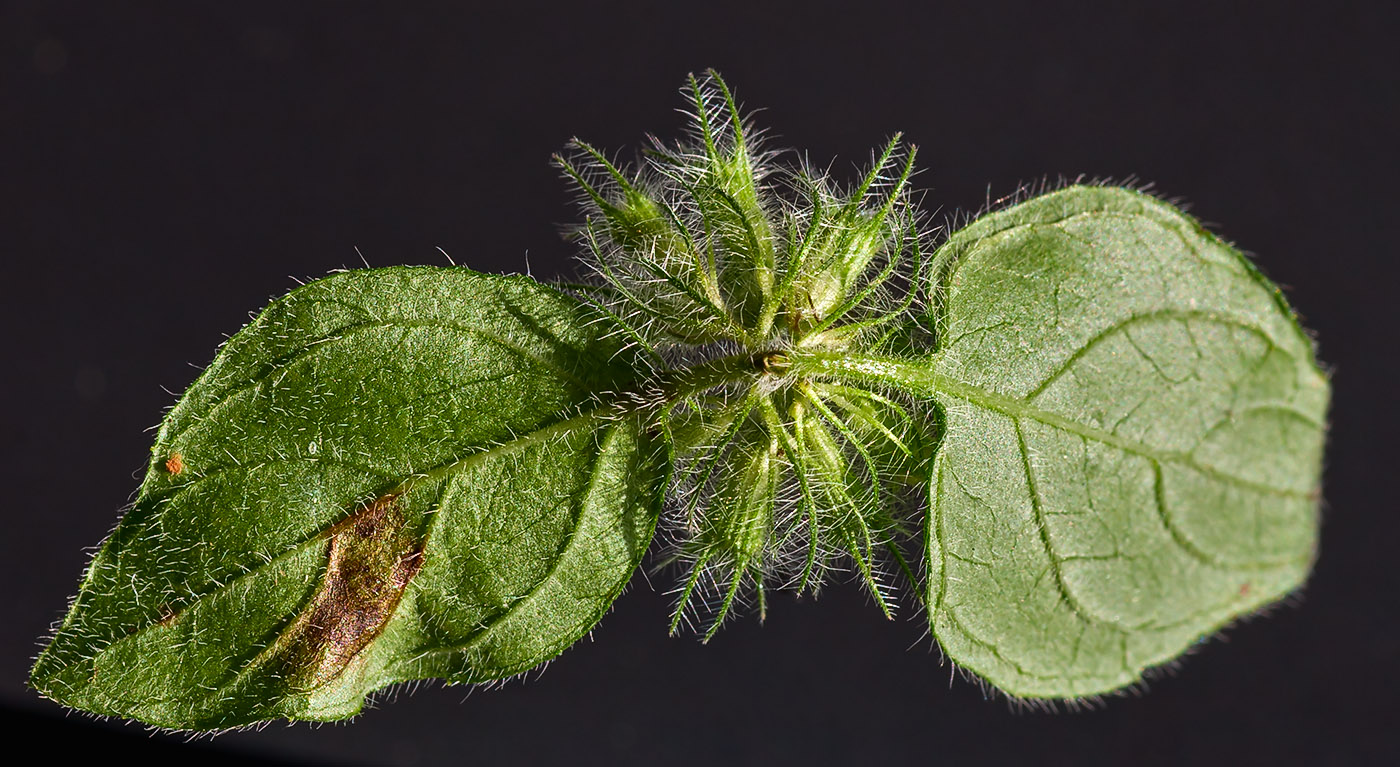 Image of Clinopodium vulgare specimen.