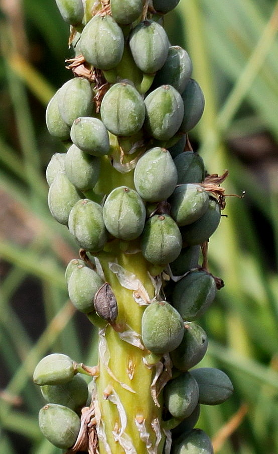 Изображение особи Kniphofia uvaria.