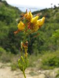 Hypericum lydium